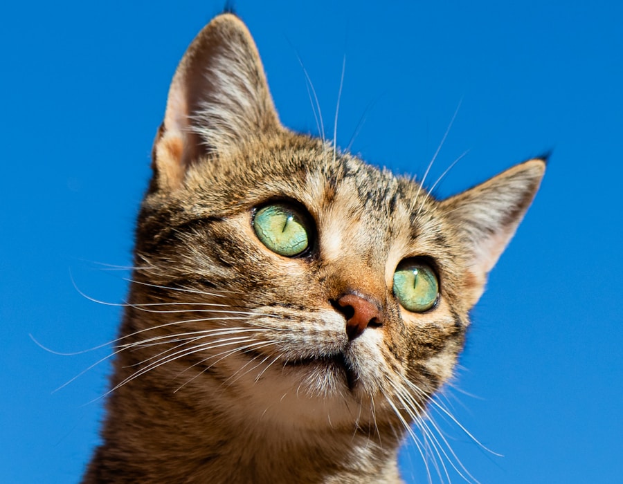 健康活泼的猫咪