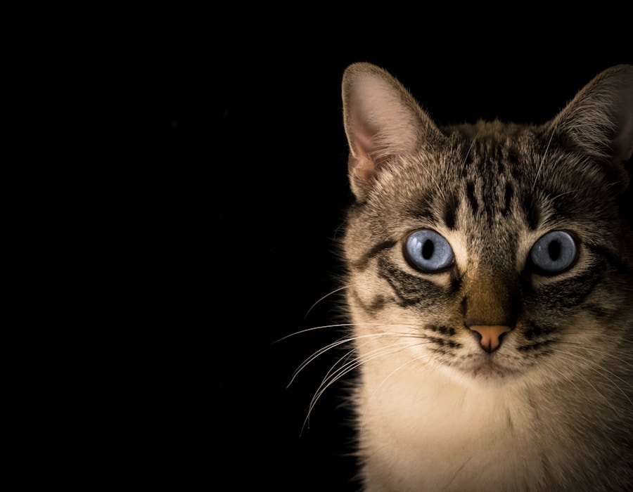 猫咪正在喵喵叫